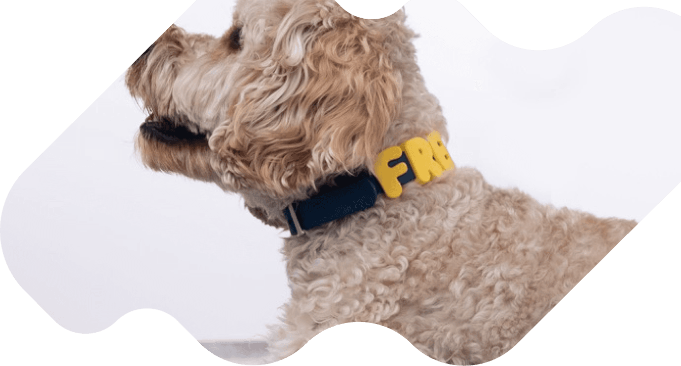 Šuo su personalizuotu PawCharms antkakliu